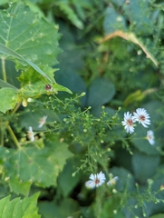 Symphyotrichum dumosum