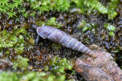 Clausiliidae