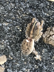 Tigrosa georgicola