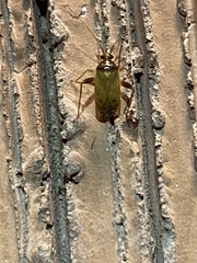Hemiptera