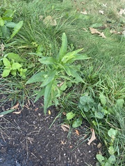 Dysphania ambrosioides