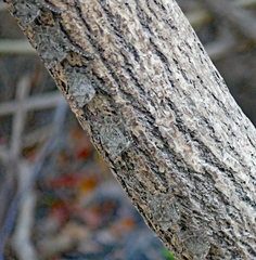 Rhynchonycteris naso