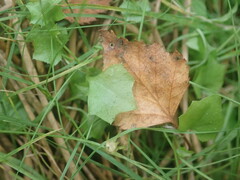 Hesperocodon hederaceus