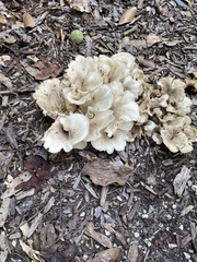 Hohenbuehelia petaloides