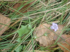 Hesperocodon hederaceus