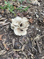 Hohenbuehelia petaloides