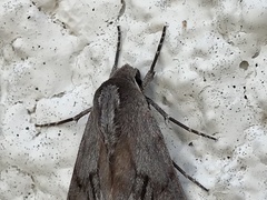Lapara coniferarum
