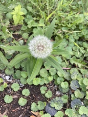 Taraxacum erythrospermum