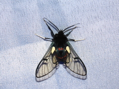 Dasysphinx semicincta