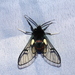 Dasysphinx semicincta - Photo (c) Lepidoptera Colombiana, algunos derechos reservados (CC BY-NC), subido por Lepidoptera Colombiana