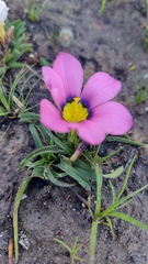 Moraea versicolor