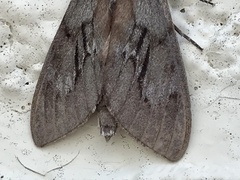 Lapara coniferarum