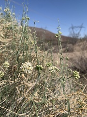 Funastrum hirtellum