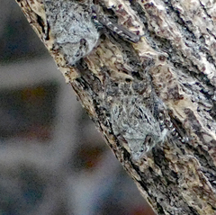 Rhynchonycteris naso