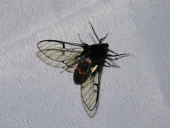 Dasysphinx semicincta