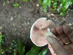 Agaricus hondensis
