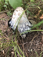 Coprinus