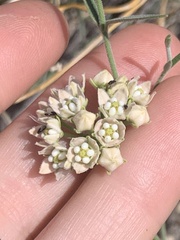 Funastrum hirtellum