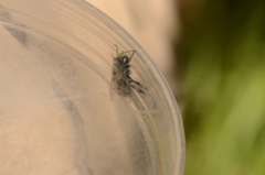 Osmia