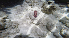 Nudibranchia
