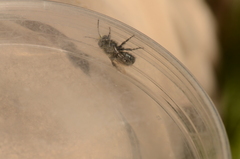 Osmia
