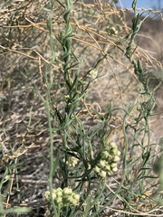 Funastrum hirtellum