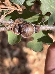 Andricus quercuscalifornicus