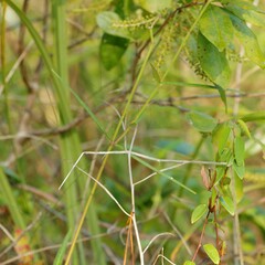 Asclepias lanceolata