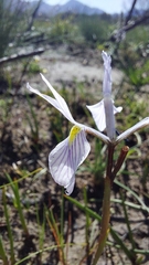 Moraea ogamana