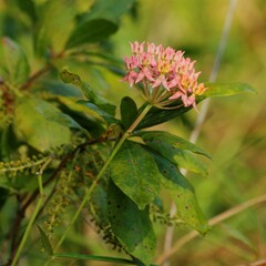 Asclepias lanceolata