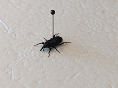 Sphenophorus cicatristriatus