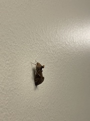 Autographa precationis