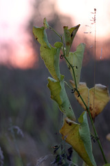 Aristolochia clematitis