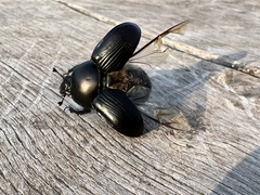 Geotrupes stercorarius