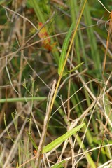 Asclepias lanceolata