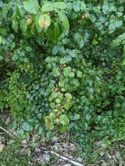 Pyrus calleryana