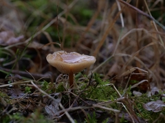 Clitocybe fragrans