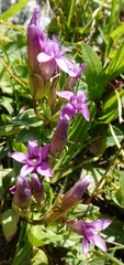 Gentianella