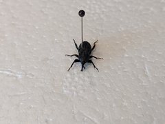 Sphenophorus cicatristriatus