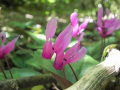 Cyclamen repandum