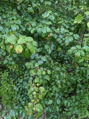 Pyrus calleryana