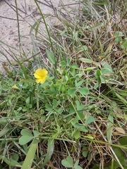 Oxalis dillenii