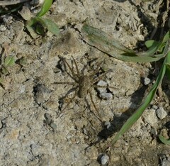 Lycosidae
