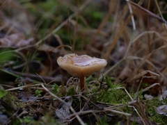 Clitocybe fragrans