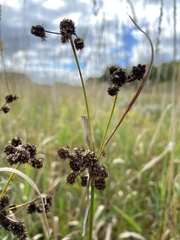 Scirpus atrovirens
