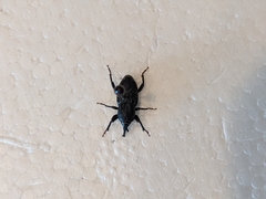 Sphenophorus cicatristriatus