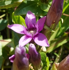 Gentianella