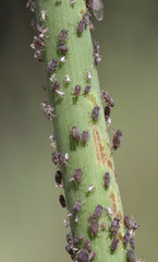 Aphis fabae