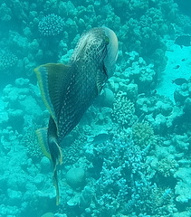 Pseudobalistes flavimarginatus