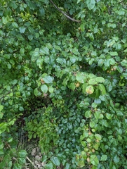 Pyrus calleryana